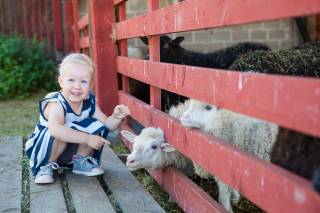 A child and sheeps.