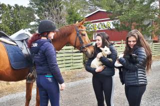 Karitsat ja hevonen tyttöjen kanssa Ilolan Maatilamatkailun kotieläinpihalla Valkeakoskella
