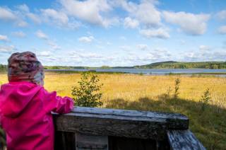 Tyttö katselee maisemaa lintutornilta Tykölänjärvelle.