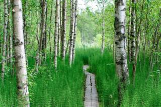 Lake Vallonjärvi, nature path.