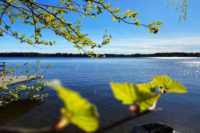 Kesäinen järvimaisema Vanajavedeltä, koivunlehtiä ja laituri.
