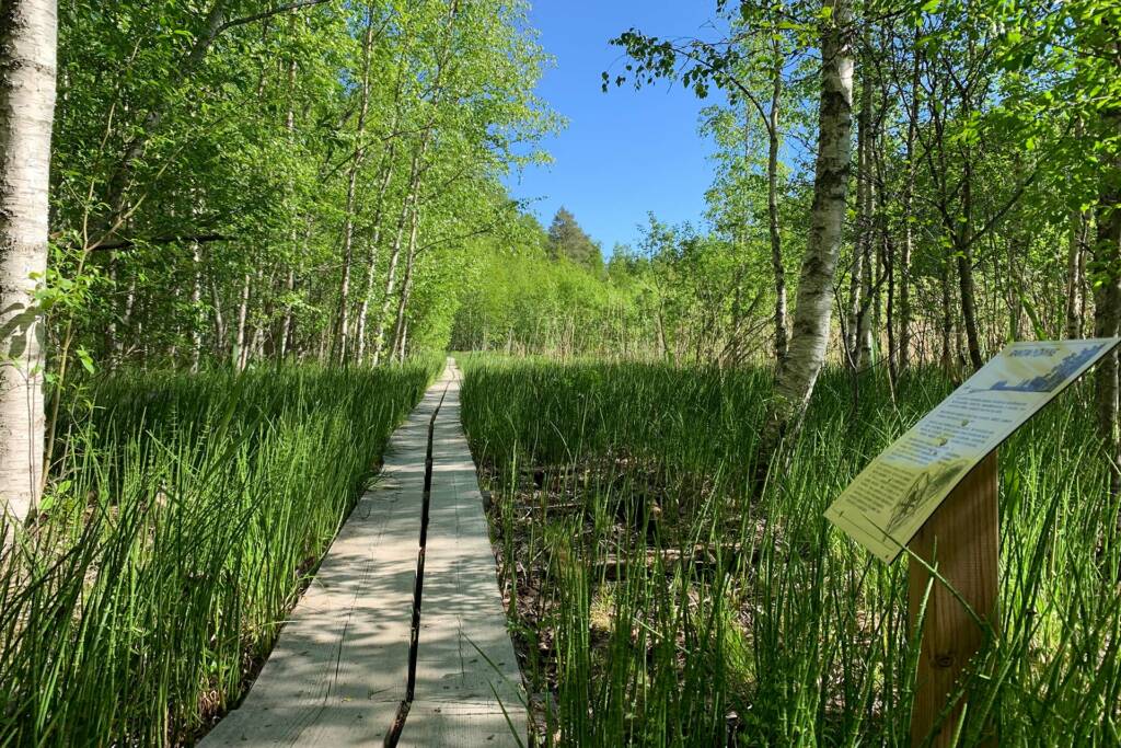 Vallonjärven luontopolun uudet pitkospuut ja opastaulu.