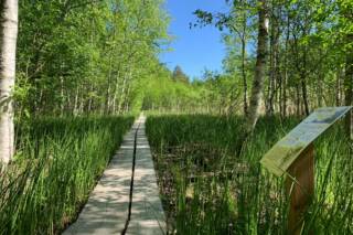 Vallonjärven luontopolun uudet pitkospuut ja opastaulu.