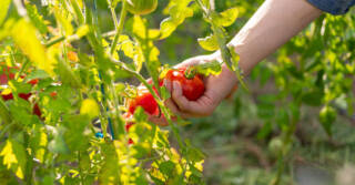 Tomaattiviljelmä ja käsi, joka pitelee tomaattia käsissään.
