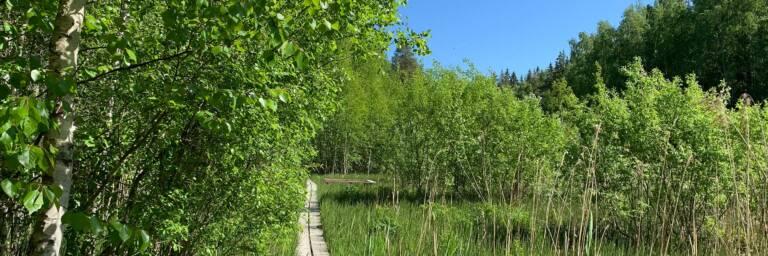 Kesäinen päivä Vallonjärven luontopolun pitkospuut.
