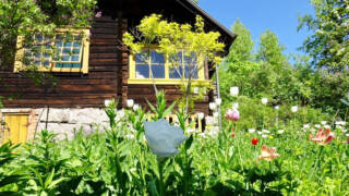 Puutarhakahvila Tervapääsky ja puutarhan kukkaloistoa.