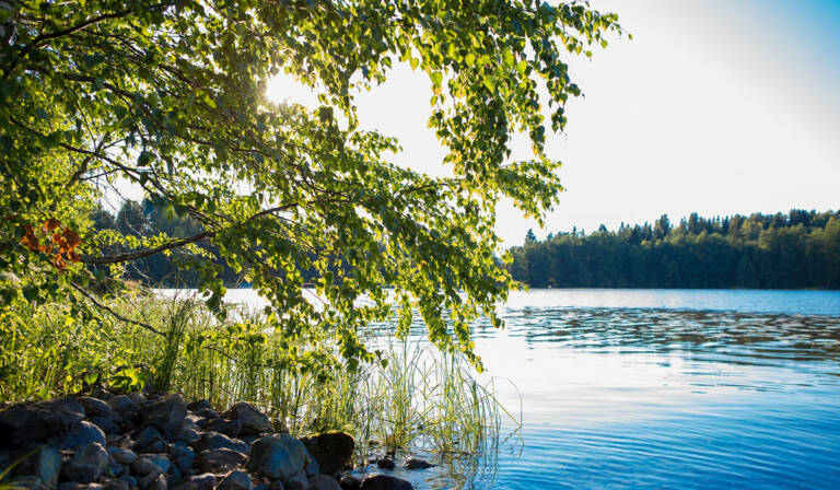 Järven ranta, jossa etualalla puu sekä rantakivikkoa ja taka-alalla järvi sekä metsää.