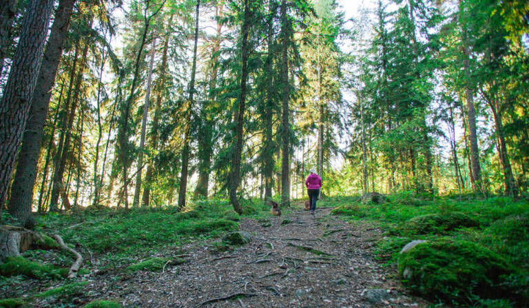 Nainen ulkoiluttaa koiraa metsässä Rapolanharjulla.