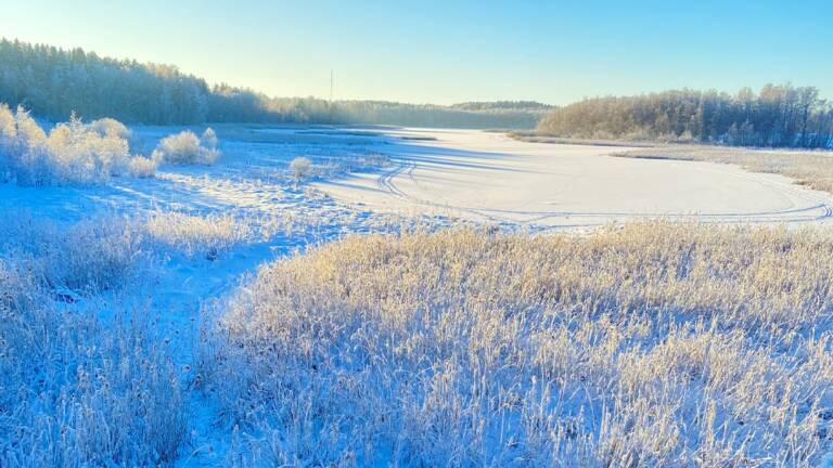 Vallonjärven lintujärvi Valkeakoskella.