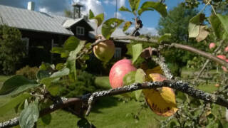 Isäntalon puutarhan omenapuu, jossa on paljon omenoita.