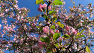 Kirsikkapuu kukassa Valkeakosken keskustassa.