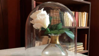 Valkoinen ruusu lasikuvun alla.