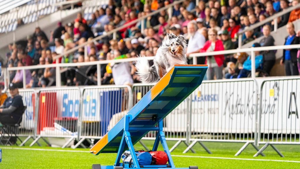 Koira kilpailee agility-radalla ja yleisöä katsomossa.
