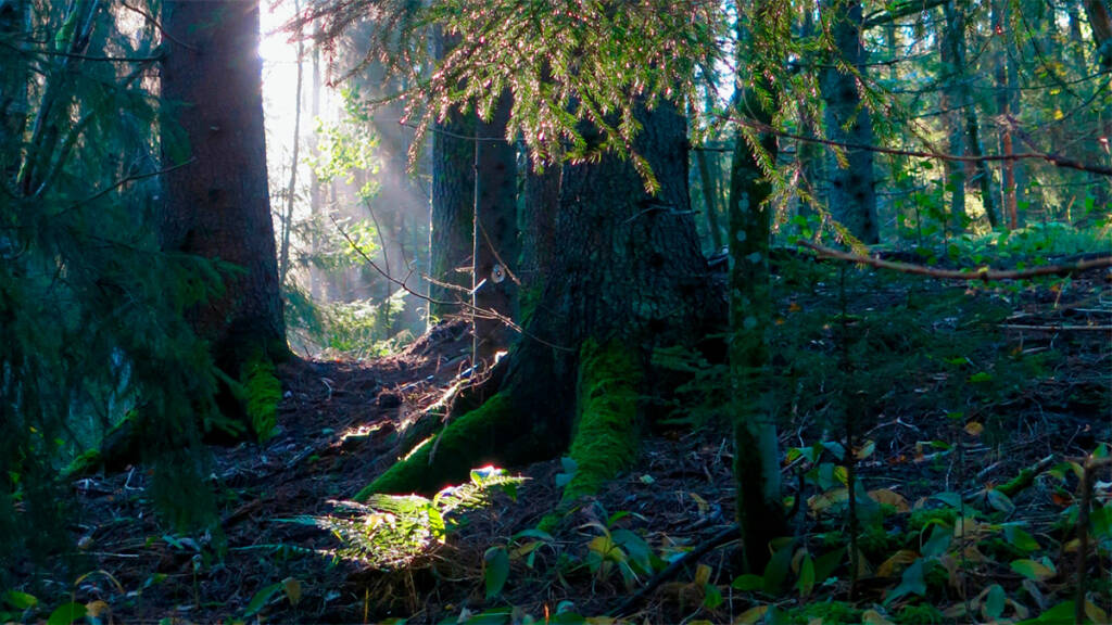 Suuri metsä ja auringon valo pilkottaa puiden välistä.