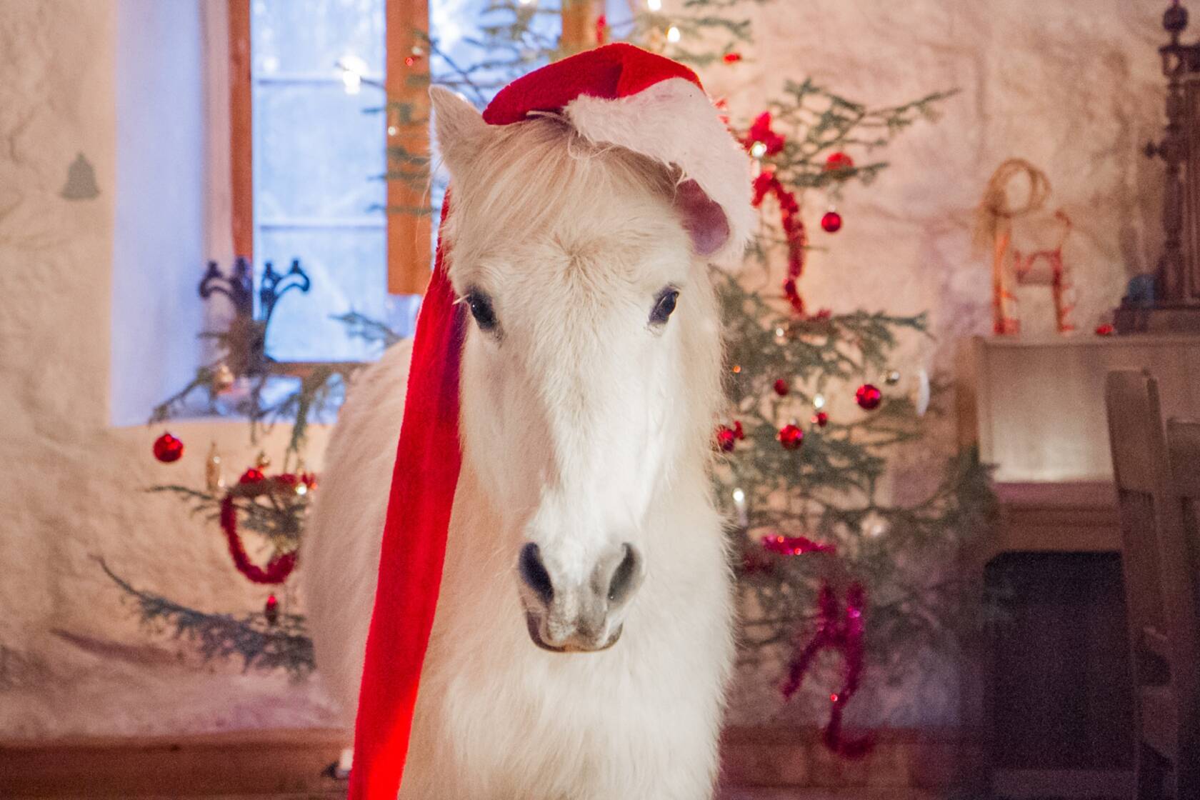 Ponilla tonttumyssy päässä, takana joulukuusi.