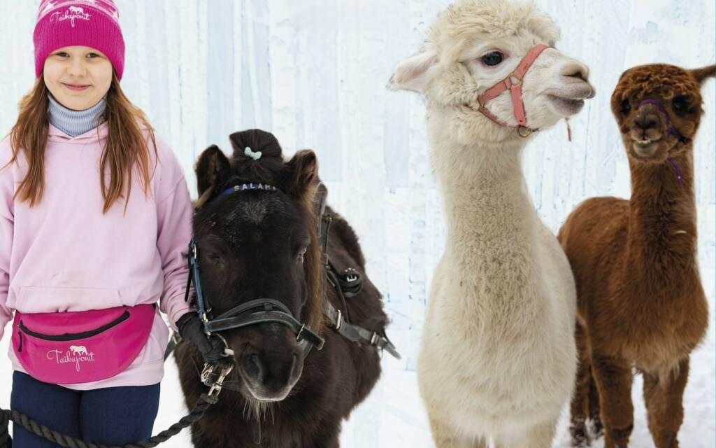 Kaksi alpakkaa, poni ja tyttö.