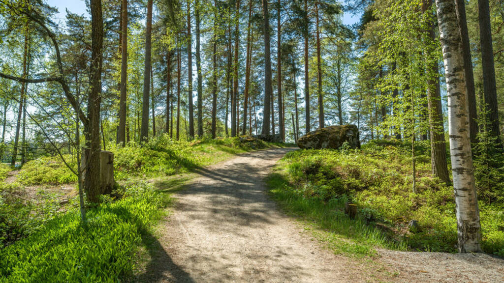 Lenkkipolku metsässä