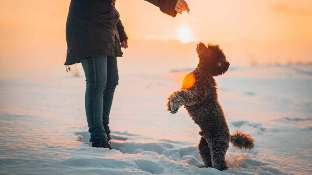 Ihminen seisoo lumihangessa ja antaa takajaloilla seisovalle koiralle herkkupalan.