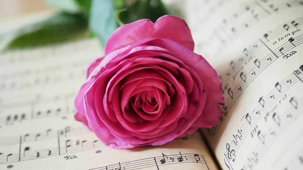 Vaaleanpunainen ruusu nuottivihon päällä.