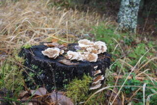 Puukannon päälle on kasvanut sieniä.