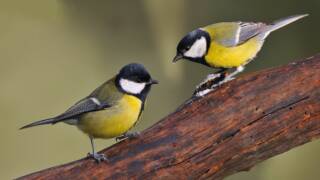 Kaksi talitiaista seisoo puun oksalla.