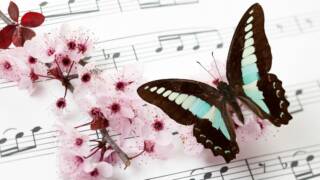 Nuottivihon päällä kukanoksa ja perhonen.