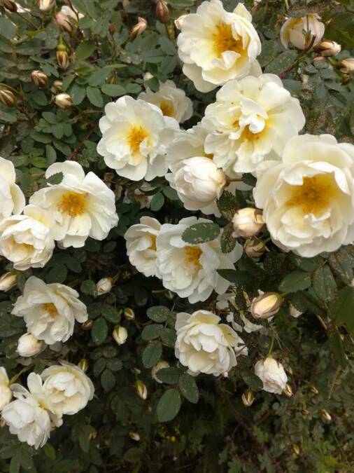 Valkoinen ruusupensas.