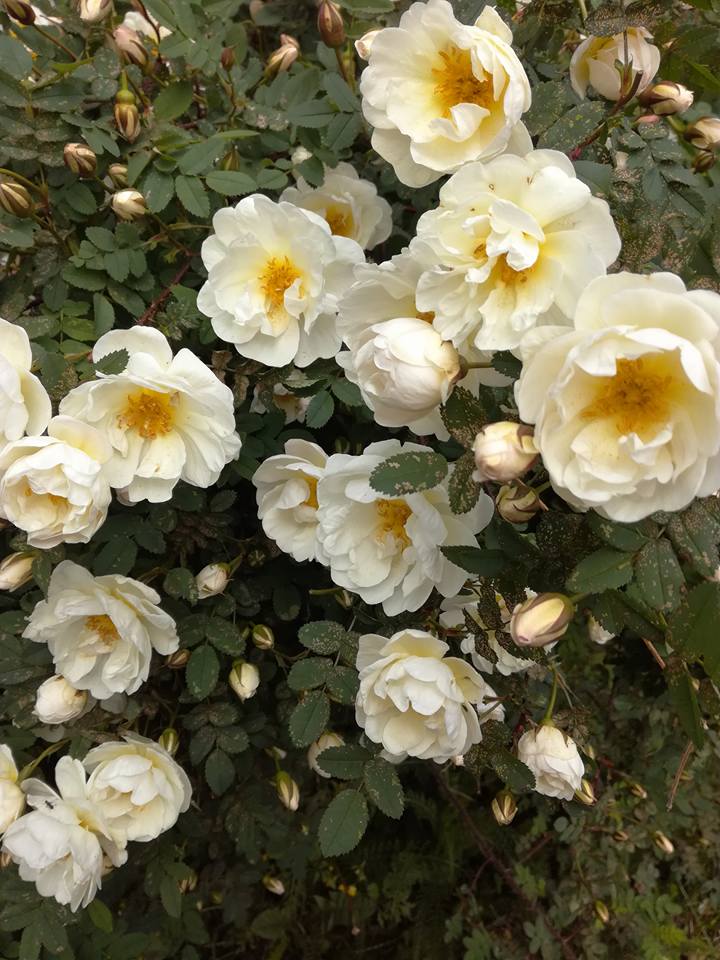 Valkoinen ruusupensas.