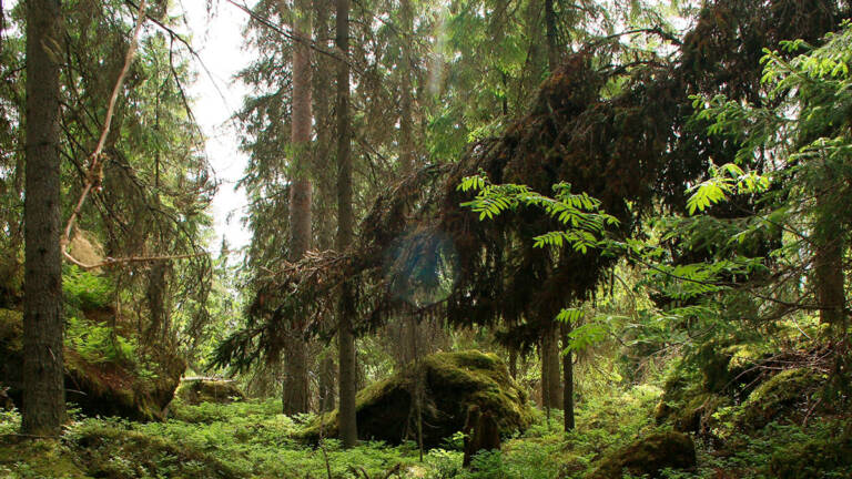 Kuva metsästä, jossa näkyy puita ja kiviä.