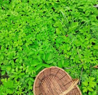 Maassa villiyrttejä ja puinen tyhjä kori vieressä.