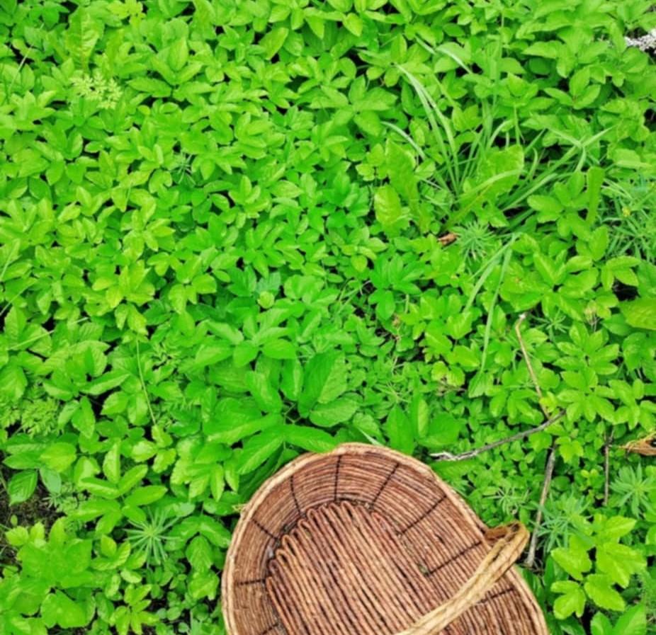 Maassa villiyrttejä ja puinen tyhjä kori vieressä.