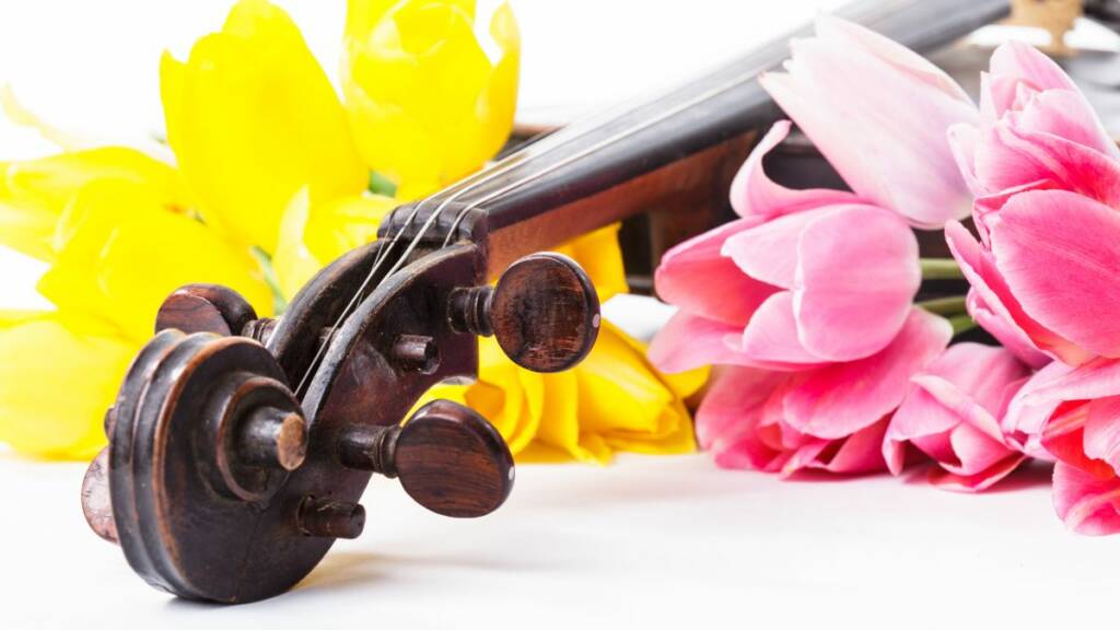 Viulun pää ja keltaisia sekä vaaleanpunaisia tulppaaneja.