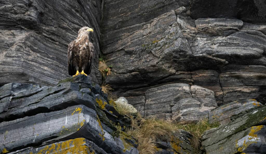 Merikotka seisoo kalliojyrkänteellä.