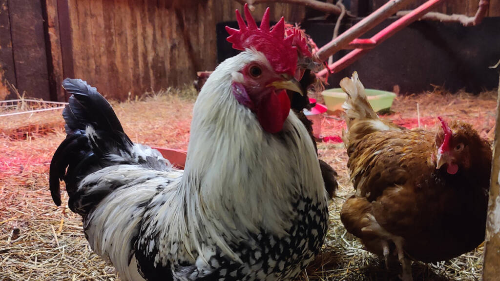 Kukko ja kana Koivistonpihalla.