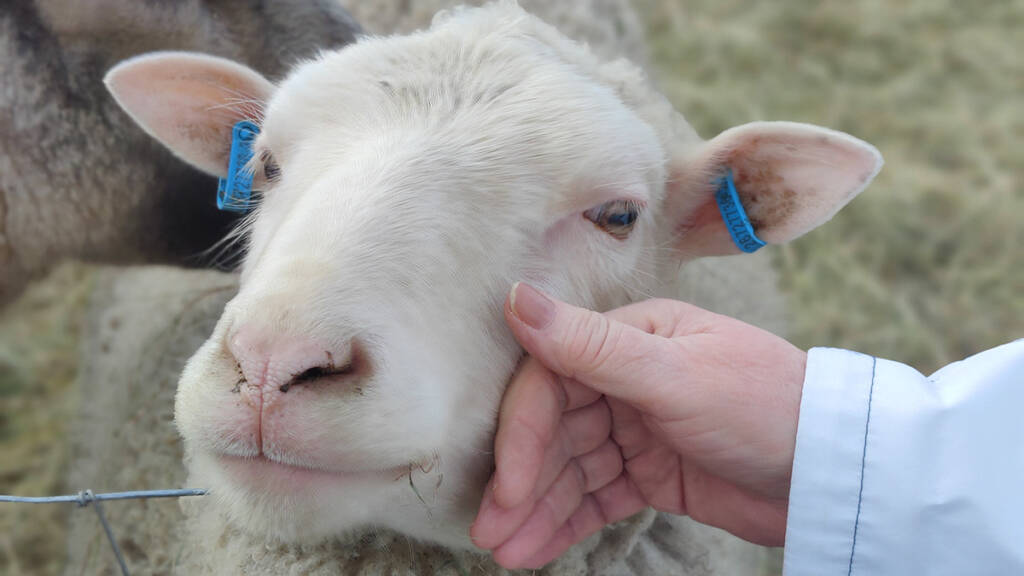 Käsi silittää lammasta.