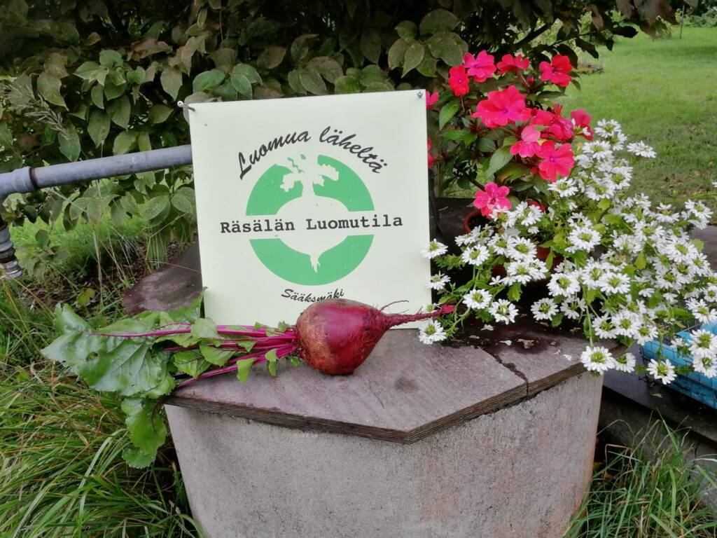 Kivipöydän päällä yksi nauris, kukkapuska ja kyltti: Luomua läheltä, Räsälän Luomutila, Sääksmäki.