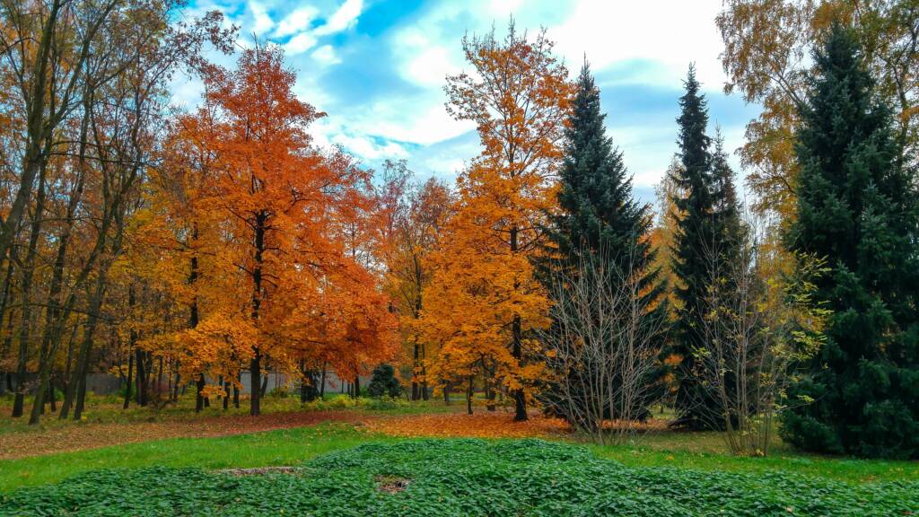 Syksyinen metsä.